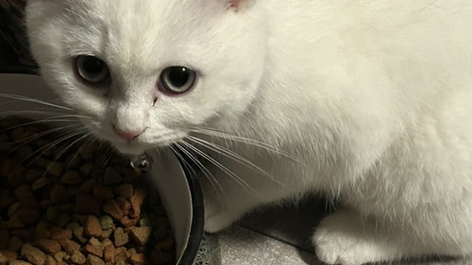 Çok madur durumdayım kedi satın aldım kız diye erkek çıktı ve sağır sanırım?