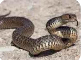 Çevrenizde yılan gibi sinsi insanlar var mı 🐍 arkadaşlar bunu fark ettiğinizde yaklaşımınız nasıl oluyor?