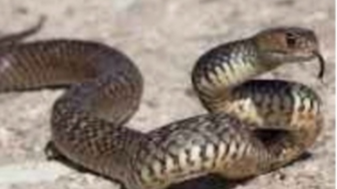 Çevrenizde yılan gibi sinsi insanlar var mı 🐍 arkadaşlar bunu fark ettiğinizde yaklaşımınız nasıl oluyor?