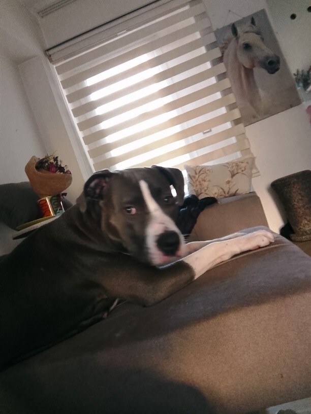 Pitbull vahşi bir ırk ama evde kedilerle yaşıyor sizce vahşi olan pitbull mu yoksa onu yetiştiren insan mı?