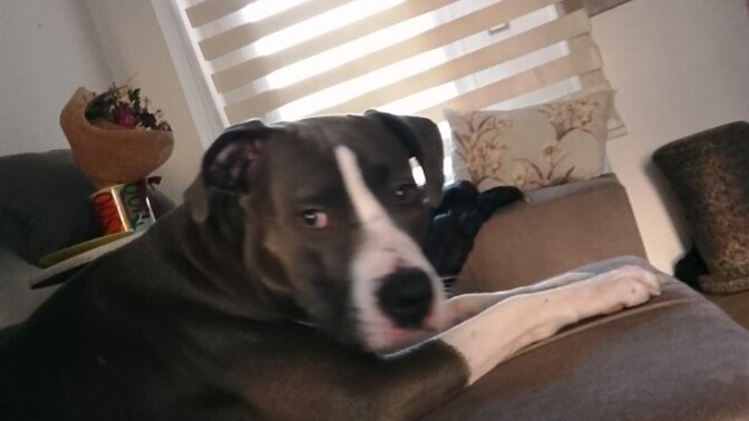Pitbull vahşi bir ırk ama evde kedilerle yaşıyor sizce vahşi olan pitbull mu yoksa onu yetiştiren insan mı?