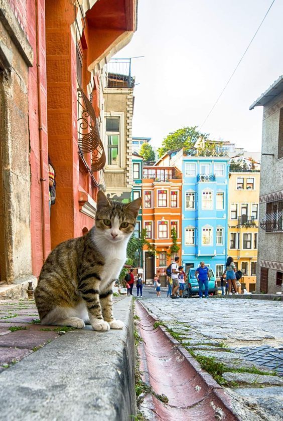 oy şen ne kadan dadlı patili bişisin