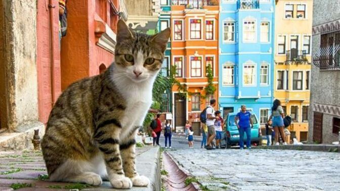 Kültür çatışmasını çözmek için kendi içine kapanmak mı, yoksa bir arada yaşamak mı daha etkili?