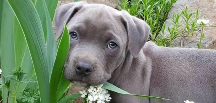 Köpeğim olsun istiyorum ama ya ona iyi bakamazsam diye endişeleniyorum. Sizce ne yapsam?