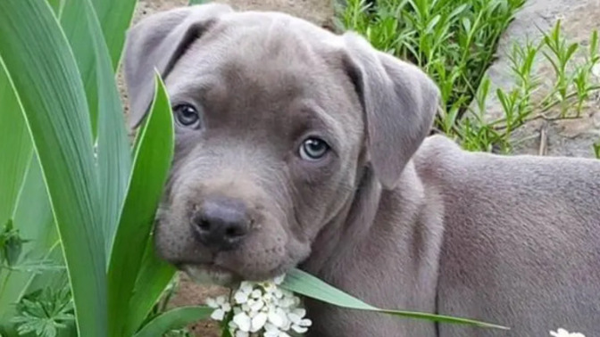 Köpeğim olsun istiyorum ama ya ona iyi bakamazsam diye endişeleniyorum. Sizce ne yapsam?