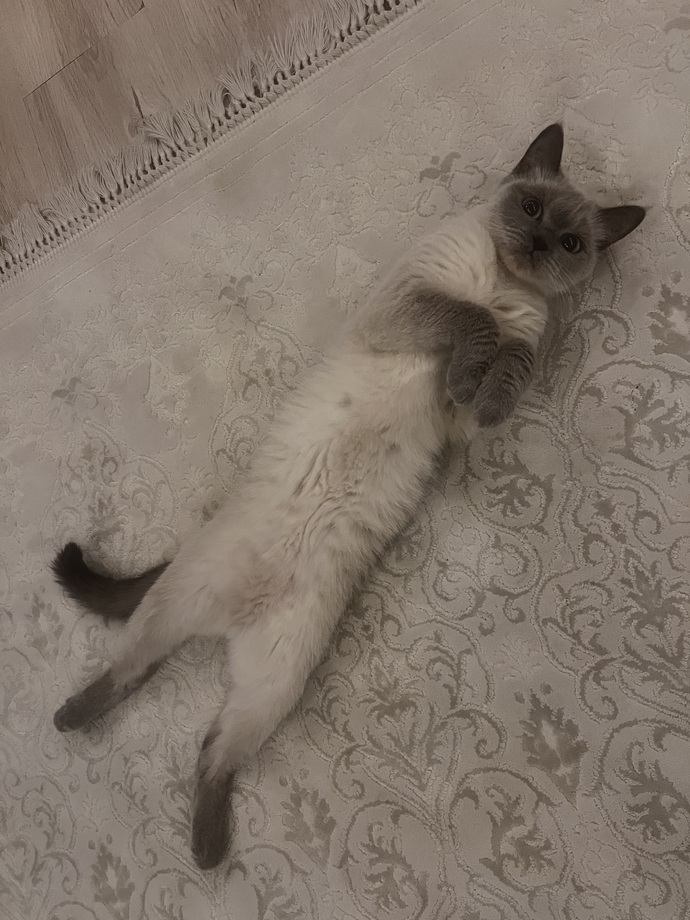 Beyler bu kediyi dışarı atıcam isteyen var mı?