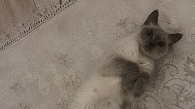 Beyler bu kediyi dışarı atıcam isteyen var mı?