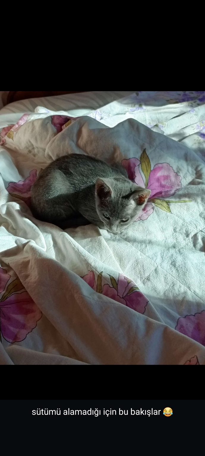 Bazen hayvan beslediğinize pişman olduğunuz anlar oluyor mu?