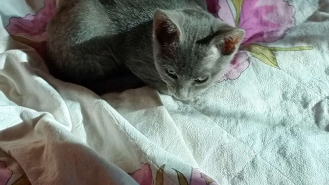 Bazen hayvan beslediğinize pişman olduğunuz anlar oluyor mu?