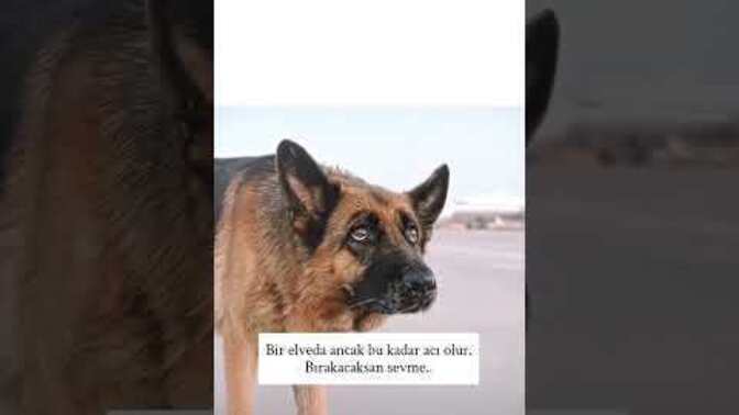 Bir elveda demek bu kadar zor mu olur?