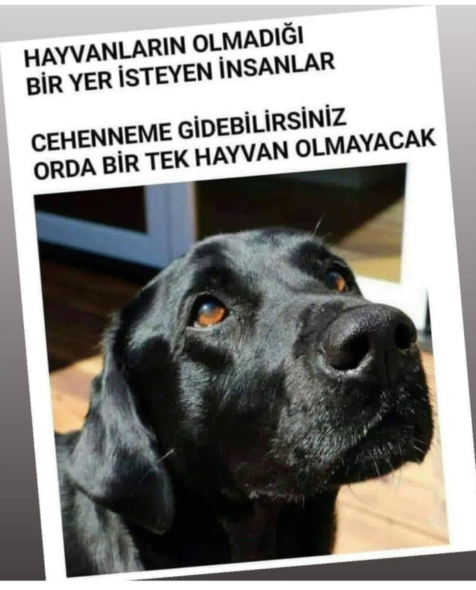 Sözde halk güvenliği için hayvanlar katlediliyor ama suçlular dışarda devletin hâlâ amacını anlamayanlar neyin kafasında?