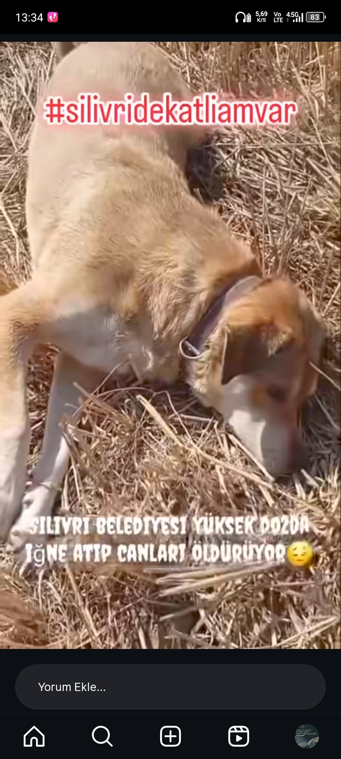 Sözde halk güvenliği için hayvanlar katlediliyor ama suçlular dışarda devletin hâlâ amacını anlamayanlar neyin kafasında?