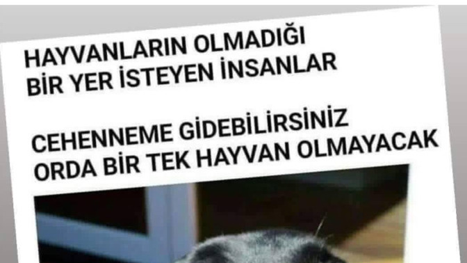 Sözde halk güvenliği için hayvanlar katlediliyor ama suçlular dışarda devletin hâlâ amacını anlamayanlar neyin kafasında?