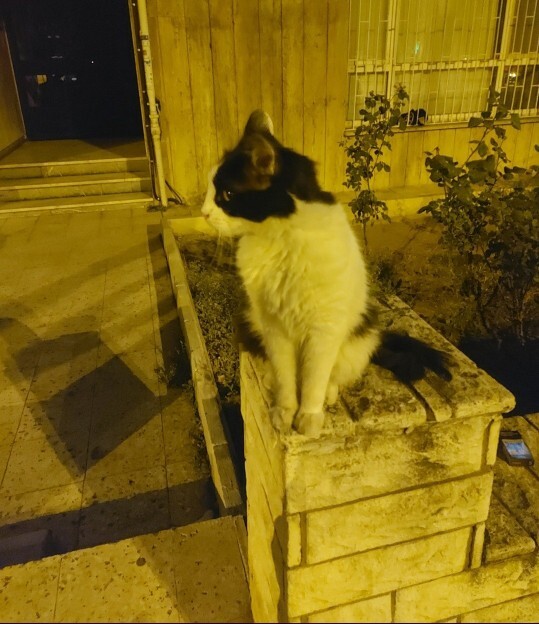 Kedilerle aranız ne durumda?