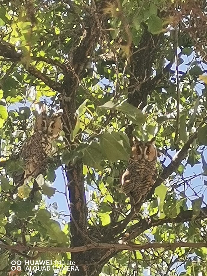 Bir ağaçta 5 baykuş..