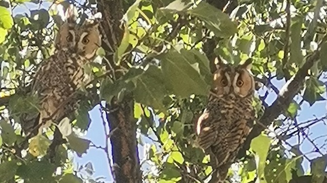 Doğada olmanın güzelliği. Gündüz vakti baykuş gördünüz mü?