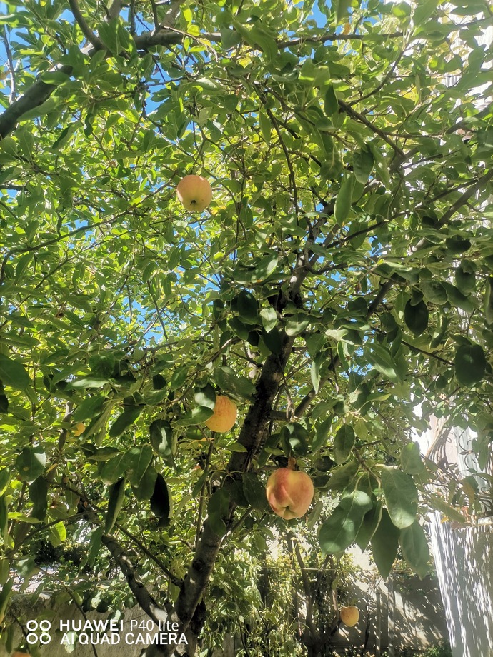 Bugun gözümüz hep ağaçlarda..