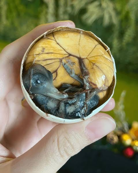 Filipin sokak lezzeti olan balut dener miydin?