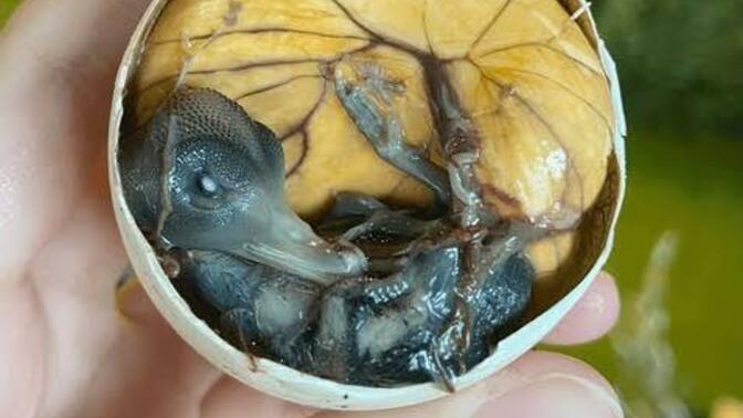 Filipin sokak lezzeti olan balut dener miydin?