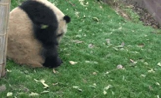 Çimerlerde yuvarlandın mı hiç?