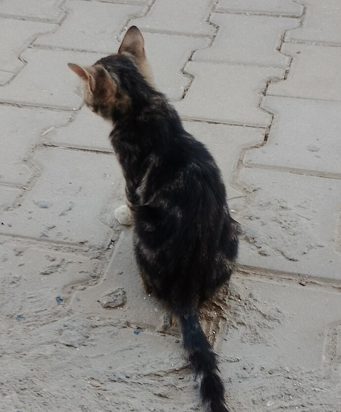Kediler konuşabilseydi ona ne söylemek isterdin?
