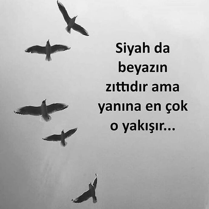 Zıt kutuplar birbirini çeker mi iter mi 🧲🖤🧲?