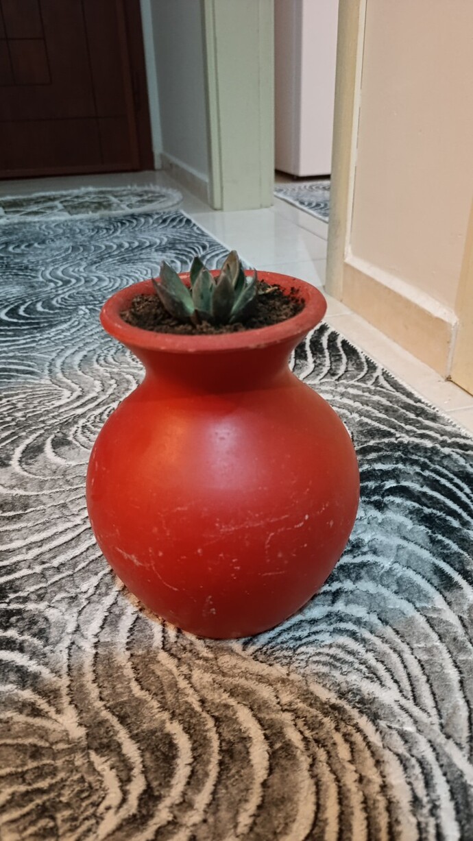 Yeni çiçeklerim nasil ama :) ?