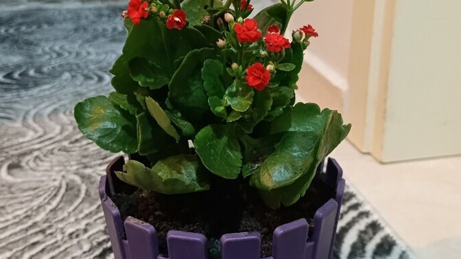 Yeni çiçeklerim nasil ama :) ?
