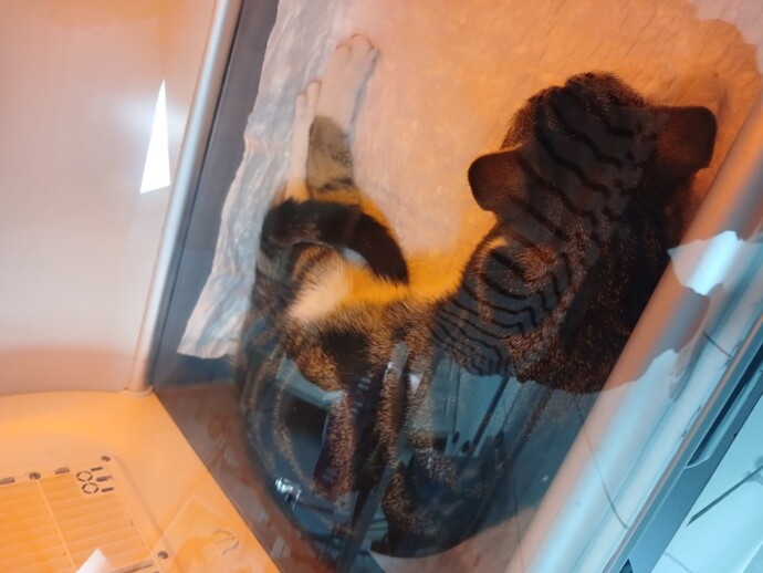 Bu Kedi Için Ne Yapabilirim?