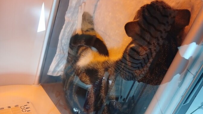 Bu Kedi Için Ne Yapabilirim?