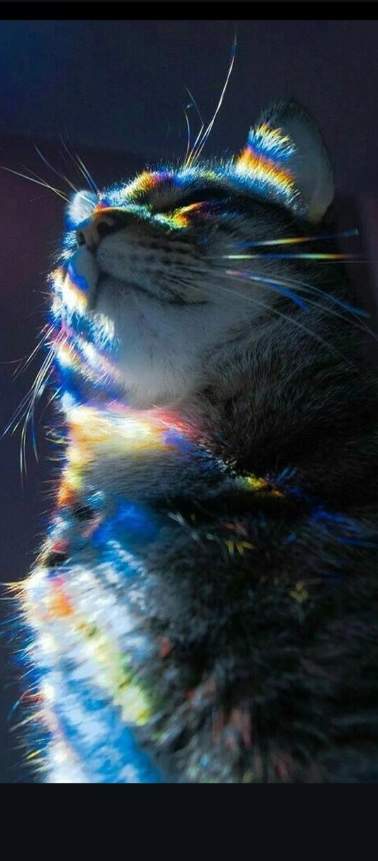 Bir kedi insanlardan bile daha iyi bir arkadaş olabilir mi?