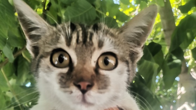 Dost dost diye nicesine sarıldım.. Benim sadık dostum kedidir kedi... Mi?