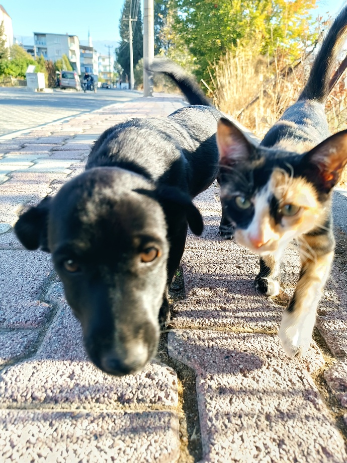 Kedici misin? Köpekçi misin?