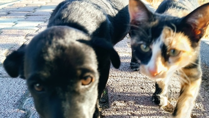 Kedici misin? Köpekçi misin?