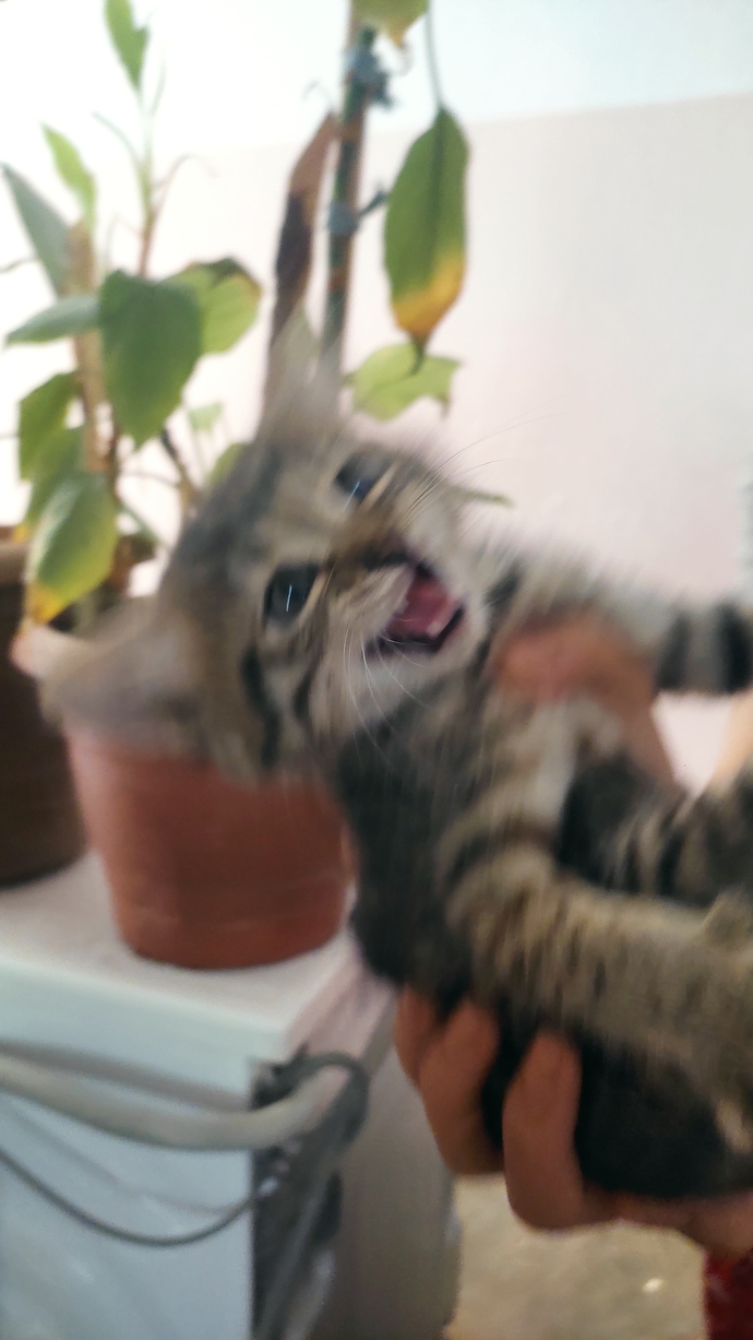Yiyesim var seniiyy çılgın şey 😅