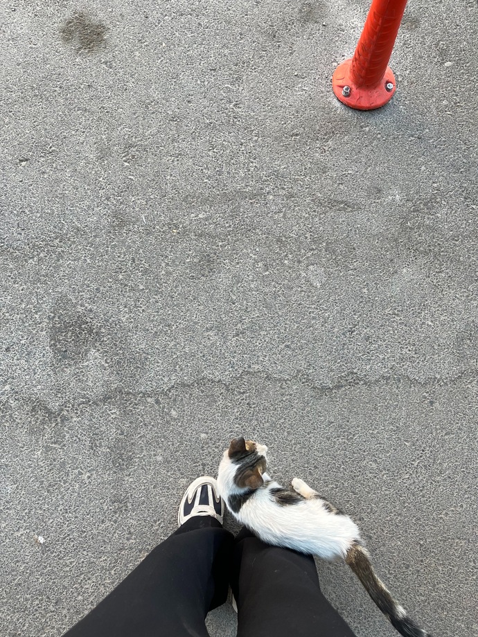 Kedilere girmemesi gereken bir yer nasıl öğretiriz?