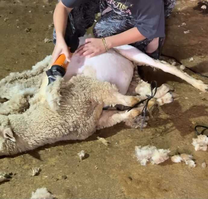 Bugün koyun, yarın müşteri... Berberlik kariyeri yolda mı😅?