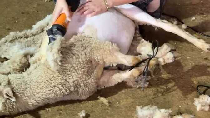 Bugün koyun, yarın müşteri... Berberlik kariyeri yolda mı😅?