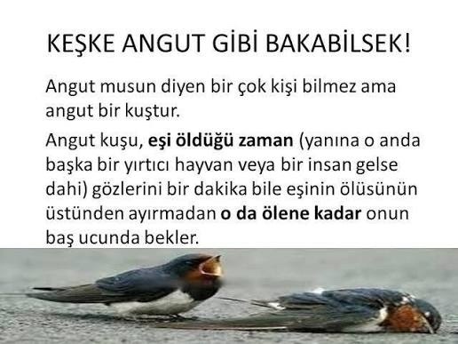 Angut kuşunun hikayesini biliyor muydunuz?
