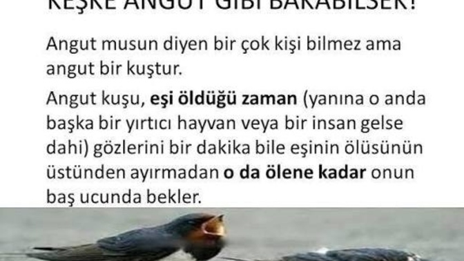 Angut kuşunun hikayesini biliyor muydunuz?