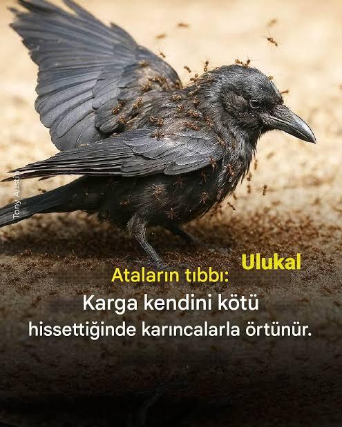 Evrenin sana gönderdiği mesajı okumak ister misin?