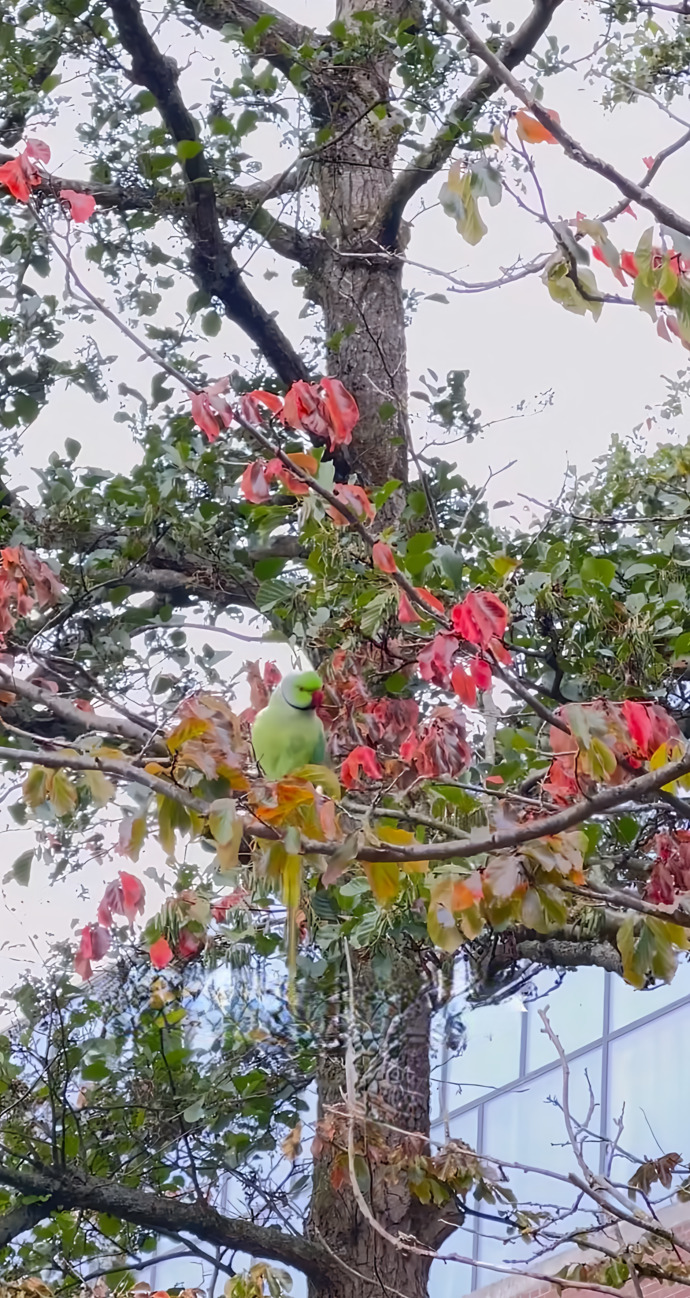 Papağanları 🦜 sever misiniz?