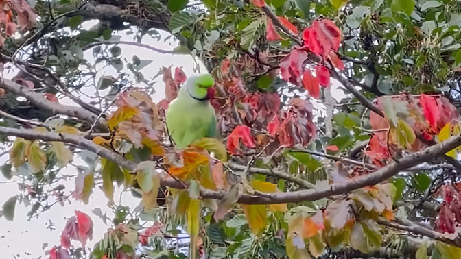 Papağanları 🦜 sever misiniz?