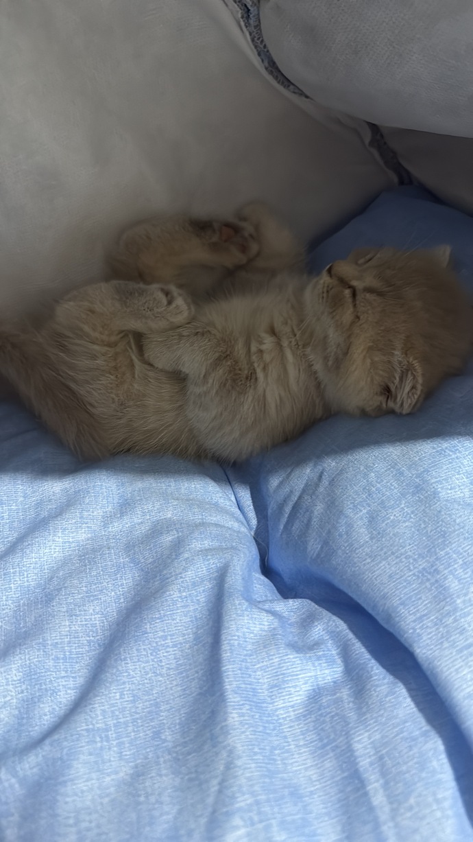Sizce ben bu kediyi alarak doğru mu yaptım?