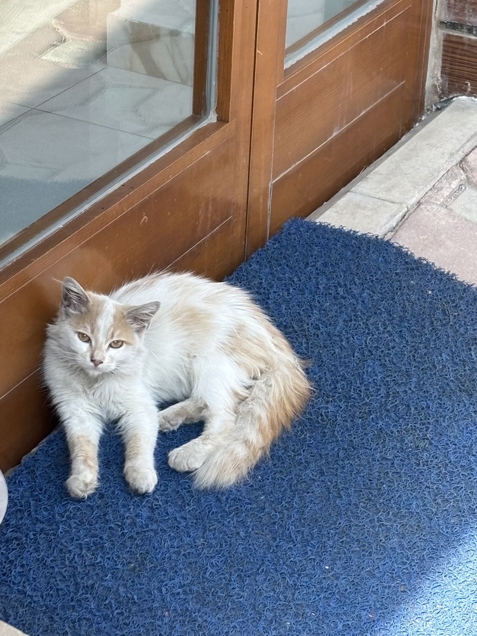 Sokakta kalan bi yavru kedi olsaydınız size bakar mıydık flankesle beraber söyleyelim mii?