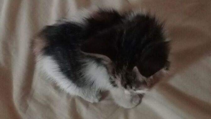 Sokakta kalan bi yavru kedi olsaydınız size bakar mıydık flankesle beraber söyleyelim mii?