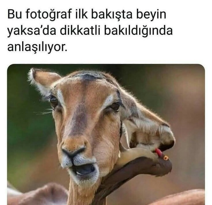 Fotoğrafta ne görüyorsunuz?