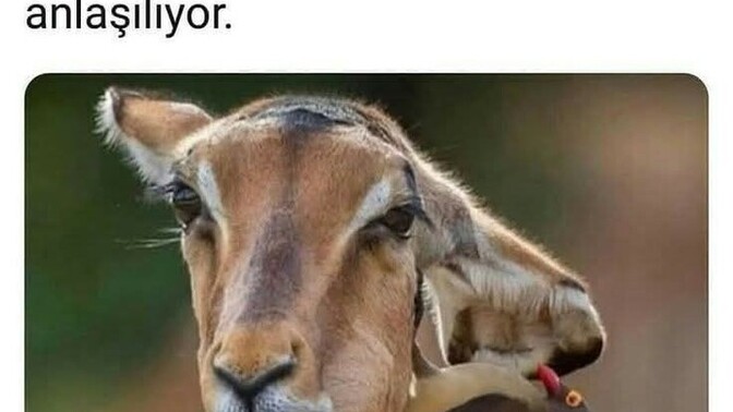 Fotoğrafta ne görüyorsunuz?