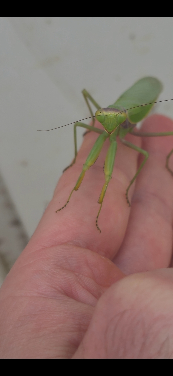 Böceklerle aranız nasıl? Sizce resimdeki hayvan hangisi?