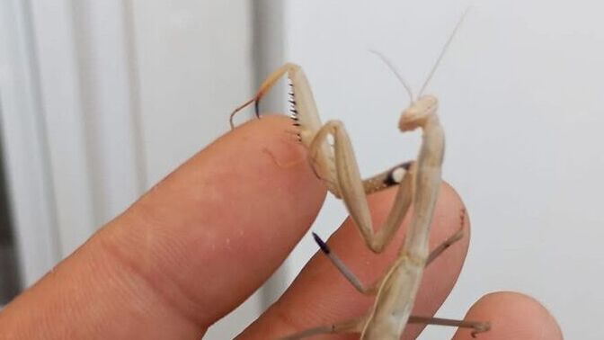 Böceklerle aranız nasıl? Sizce resimdeki hayvan hangisi?